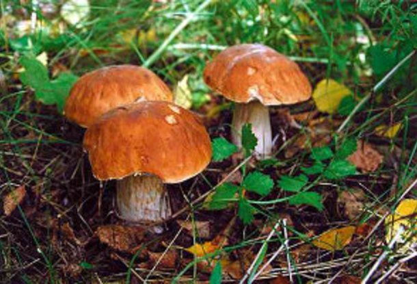 В чешских лесах выросло аномально много грибов