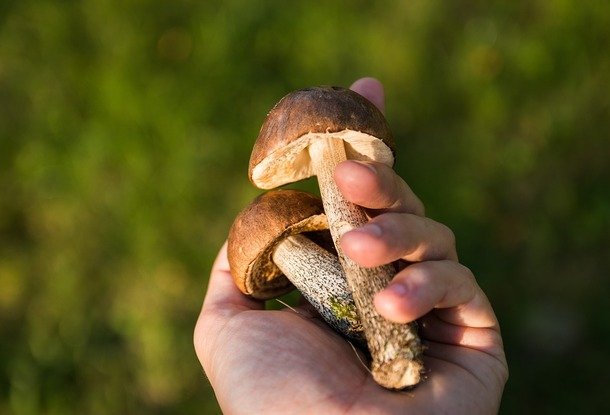 Чешские программисты разработали приложение для распознавания грибов в лесу