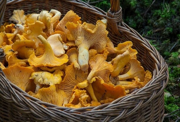Этим летом в лесах Чехии не будет грибов