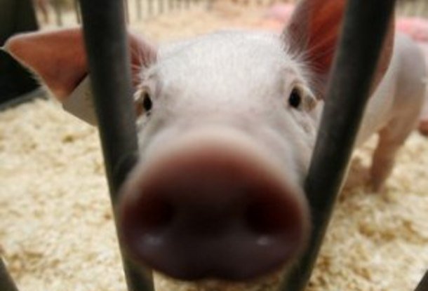 В следующем году свинина в Чехии может подорожать на 20%
