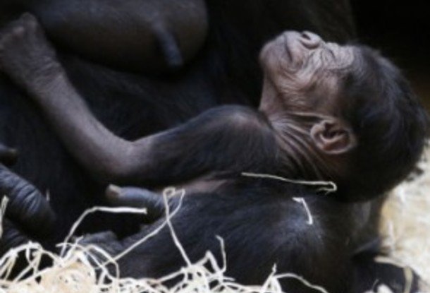 Посмотреть на новорожденного детеныша гориллы в Пражский зоопарк пришло 10.000 человек