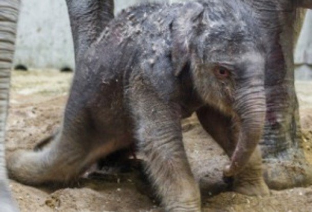 В пражском зоопарке родился первый в истории слоненок