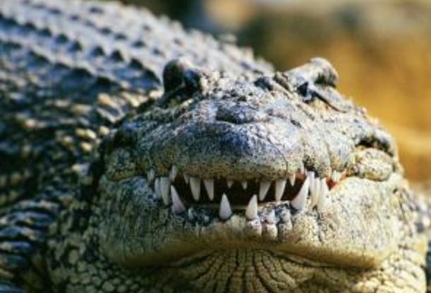 С марта в Чехии разрешат убивать крокодилов 