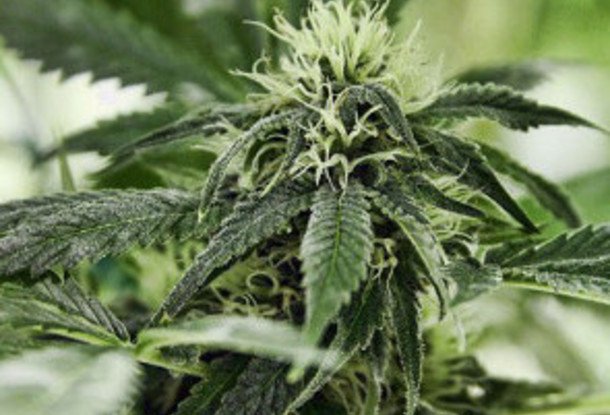 Чехия легализовала марихуану 1500 кустов конопли