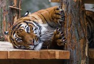 Гостям пражского зоопарка покажут малайского тигра