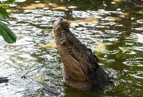 Krokodil_zoopark_chehia