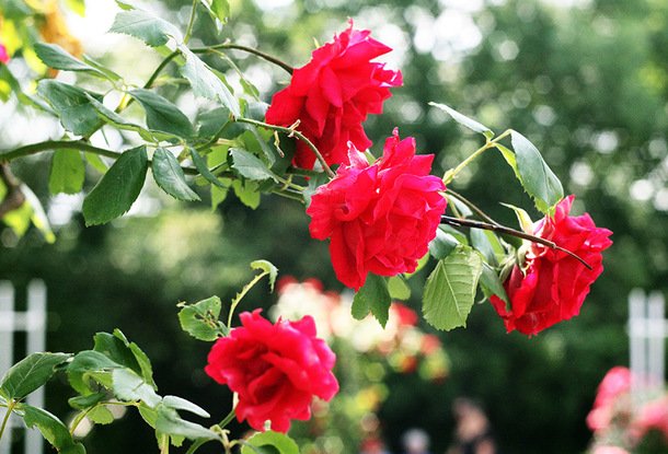 Цветение роз на холме Петршин