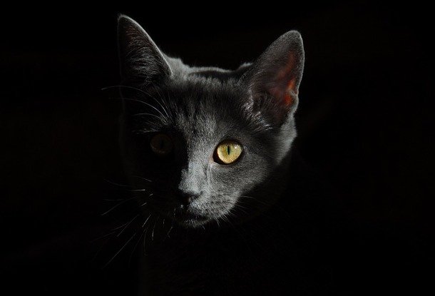 Открытие чешского ученого: царапина от кошки может вызывать глубокую депрессию