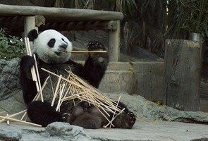 Panda-1203101_640
