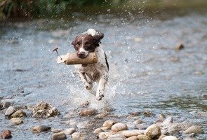 Water-dog