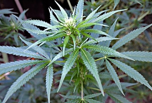 Аптека марихуаны многолетние растение конопля