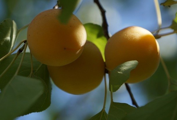 Персиков и абрикосов в Чехии хватит не всем