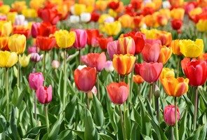 Tulips-3359902_1280