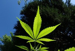 Cannabis-1382955_1280