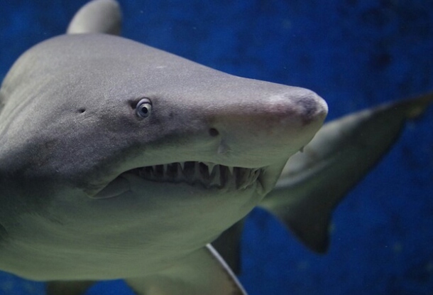 Чешский турист погиб от нападения акулы в Египте