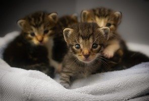 Kittens-1824367_960_720
