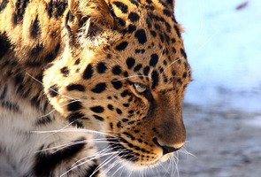 Leopard-3898912_1280