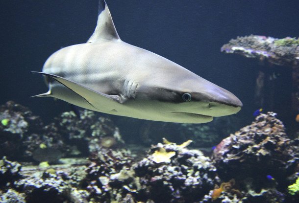 Вечернее кормление акул в пражском океанариуме «Морской мир»
