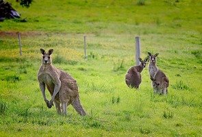 Kangaroo-61196_640