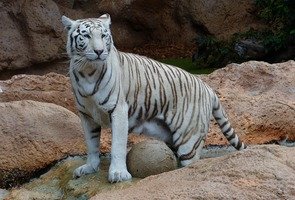 White-bengal-tiger-407027_960_720