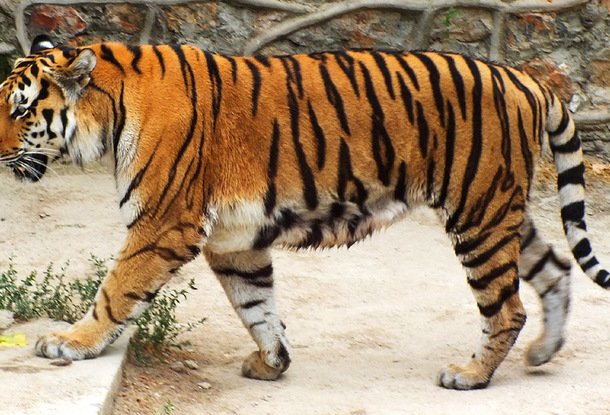 В зоопарке чешского города Злин родились три амурских тигренка
