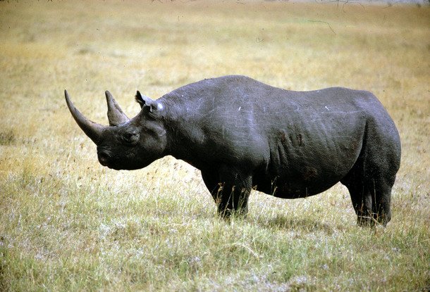Пять носорогов из Чехии будут жить в национальном парке Руанды