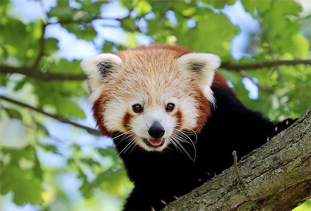Зоопарк города Пльзень просит помощи в поисках сбежавшей панды
