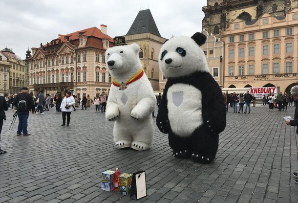 Конец гигантских панд: Прага запретила «баскинг» в центре города