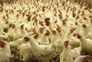 Poultry-farm-1544654_1280