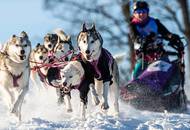 В Орлицких горах проходят гонки на собачьих упряжках