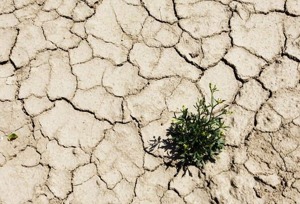 Засуха в Чехии усиливается: почве не хватает воды