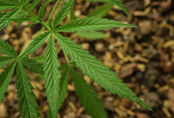 Продали марихуану легализация конопли в америке