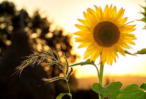 Sunflower-1127174_1280