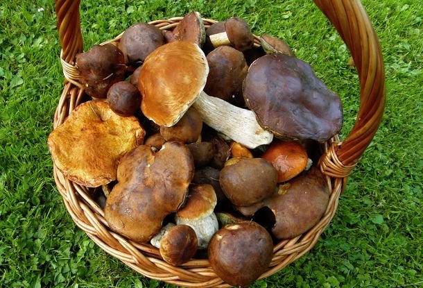 Чешские ученые представили Всемирный онлайн-атлас распространения грибов