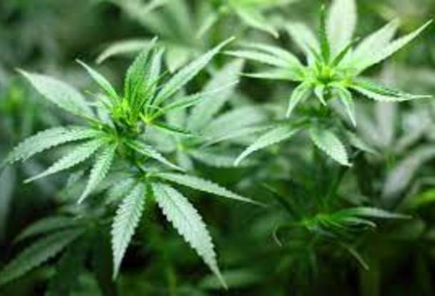 Чехии легализовали марихуану план анаша конопля