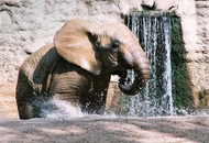 В Чехии родился первый детеныш африканского слона