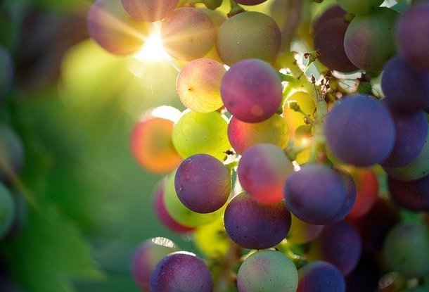 Cбор винограда в Чехии отменяется второй год подряд