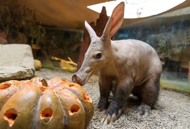 Животные в Пражском зоопарке отметили Halloween