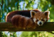 В Чехии из зоопарка сбежала красная панда
