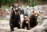 Zoo-brno-medved-tomas-picka-001