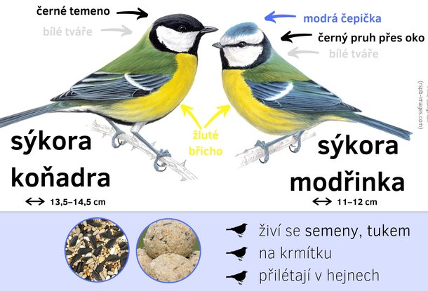 В Чехии пересчитали птиц