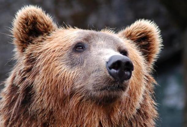 В городе Стара Болеслав опять видели медведя