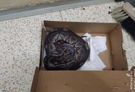 Женщина на автобусной остановке в Чехии нашла коробку, в которой была змея