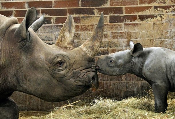 В чешском зоопарке новорожденного носорога назвали Киев