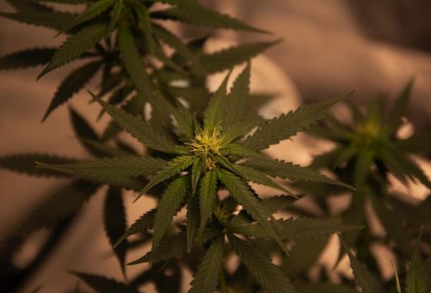 Полиция в Чехии обнаружила подземный цех для выращивания марихуаны