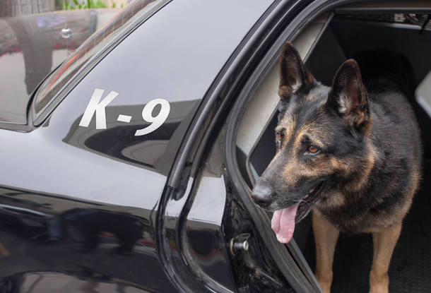 Мужчина в Чехии в состоянии наркотического опьянения угнал автомобиль с собаками