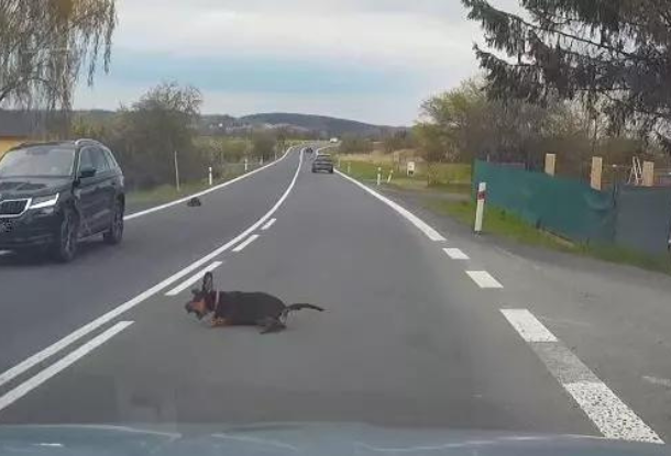 В Чехии разыскивается хозяин собаки, которая спровоцировала аварию
