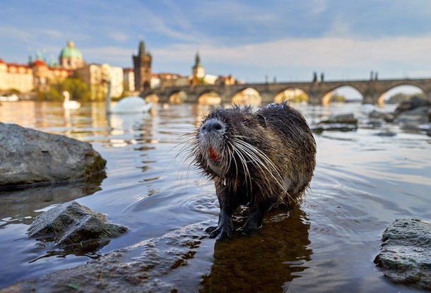 Дикие животные в чешской столице: 4 августа состоится премьера фильма «Планета Прага»