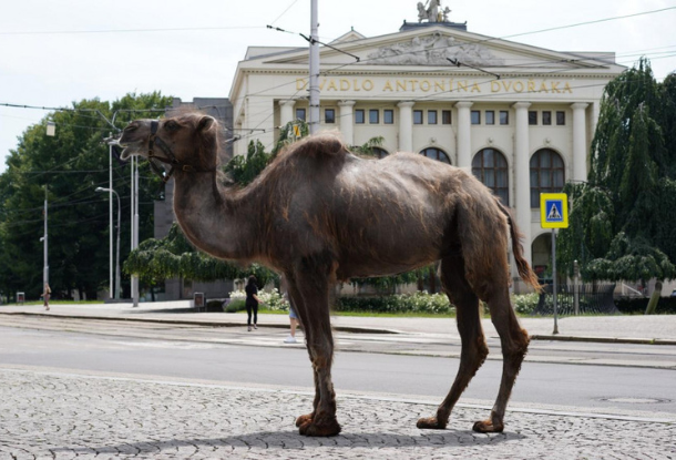 По Праге водили верблюдов — так пивоварня хотела привлечь внимание к нехватке воды