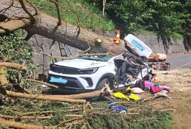 Полиция расследует гибель людей в машине от упавшего дерева как смерть по неосторожности